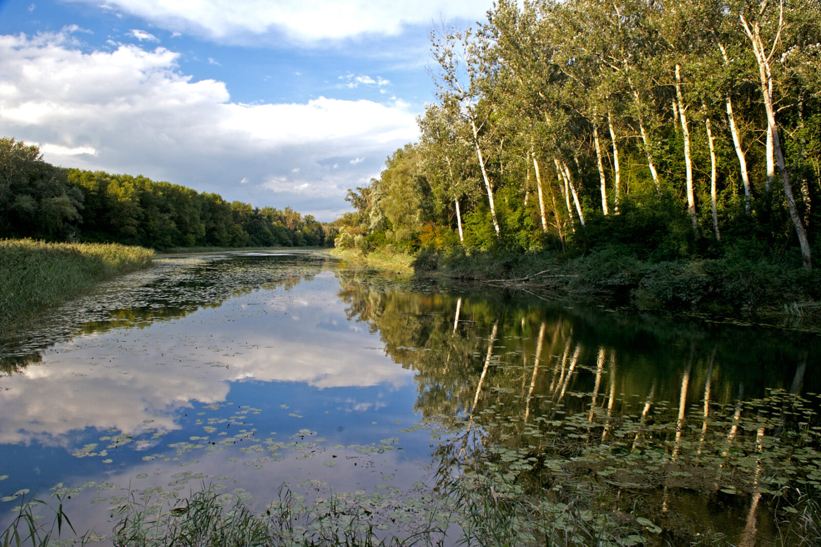 a clean river with green trees on the banks